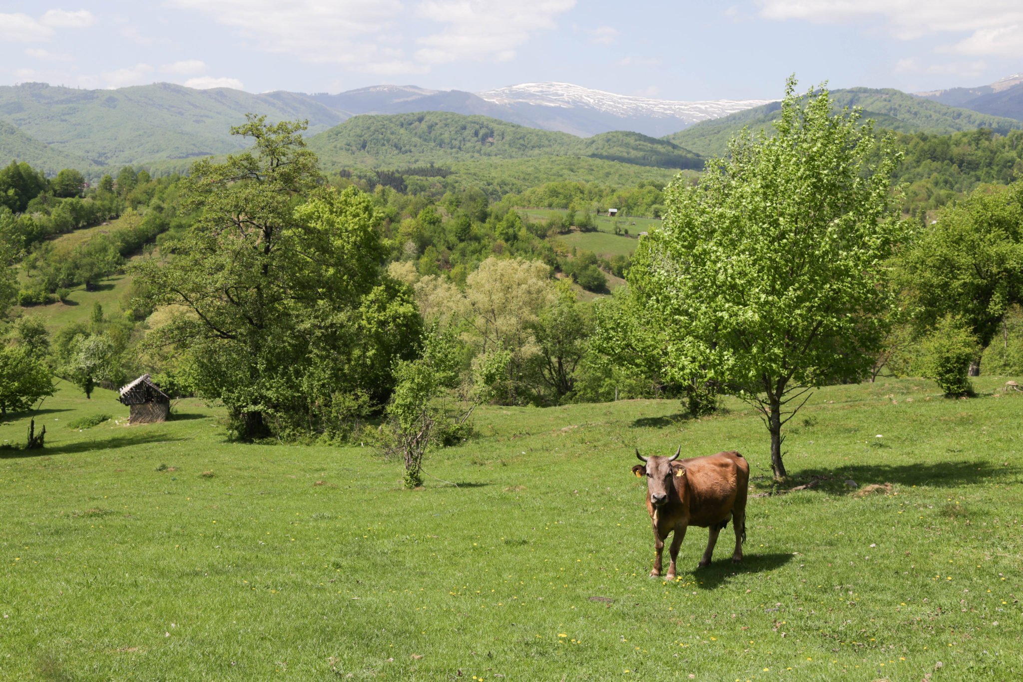 pastravaria bratioara arges