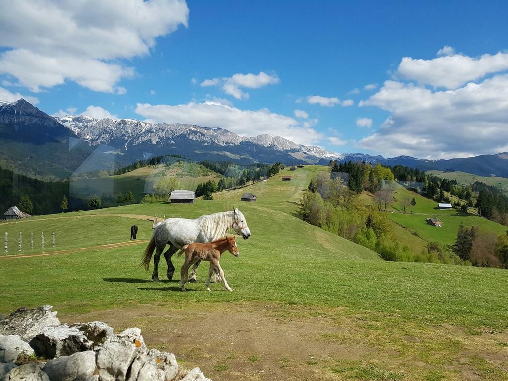 cazare amfiteatrul transilvania