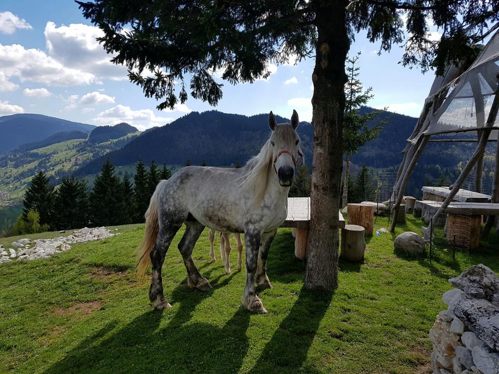 peisaje bucegi