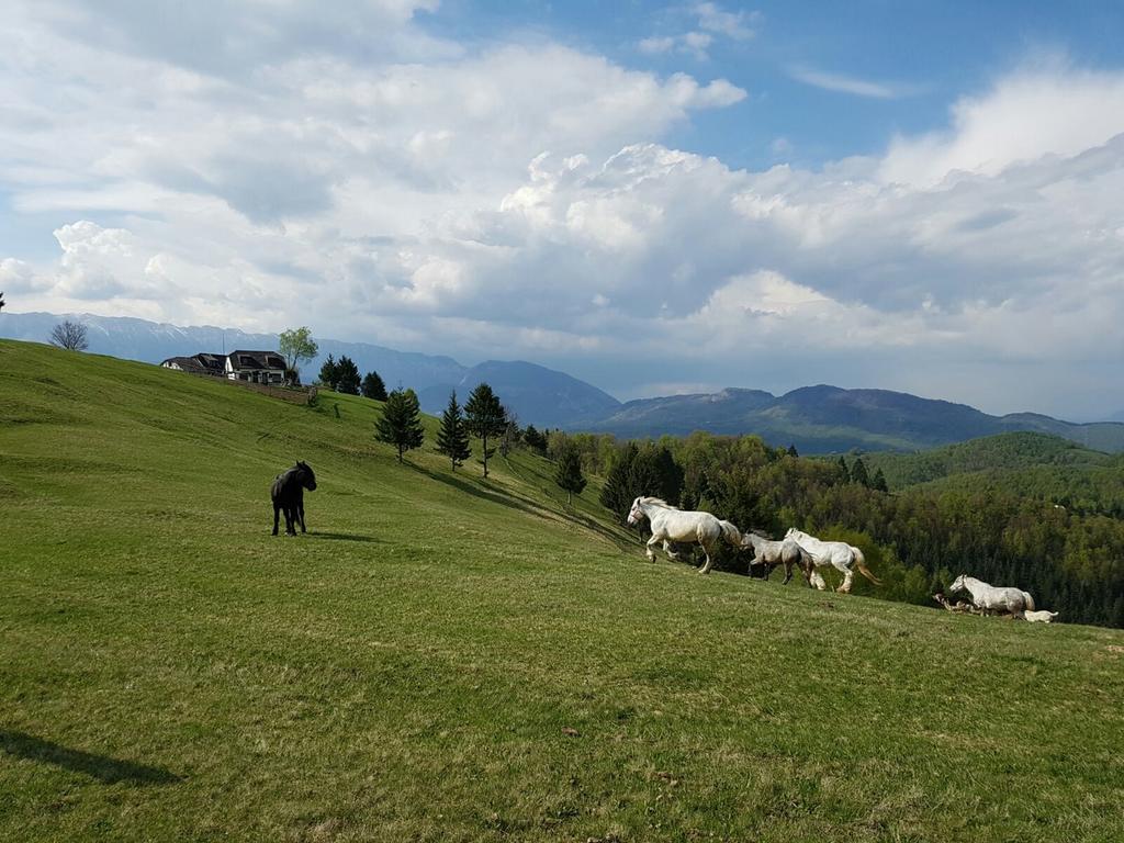 peisaje bucegi