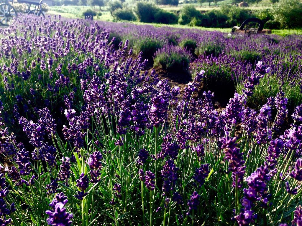 cerdacul cu lavanda