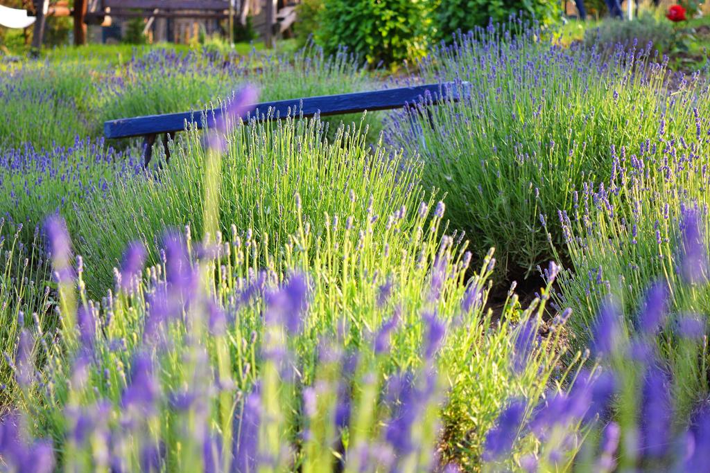 cerdacul cu lavanda