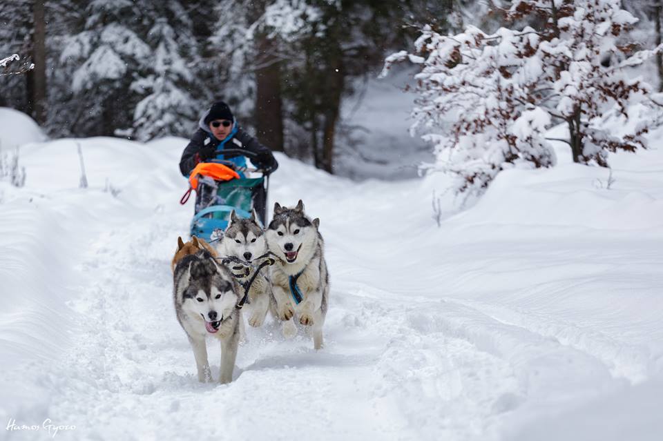 cu sania trasa de husky