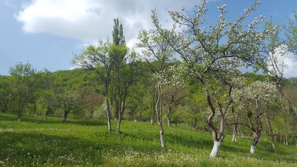 mesendorf gasthaus gradina