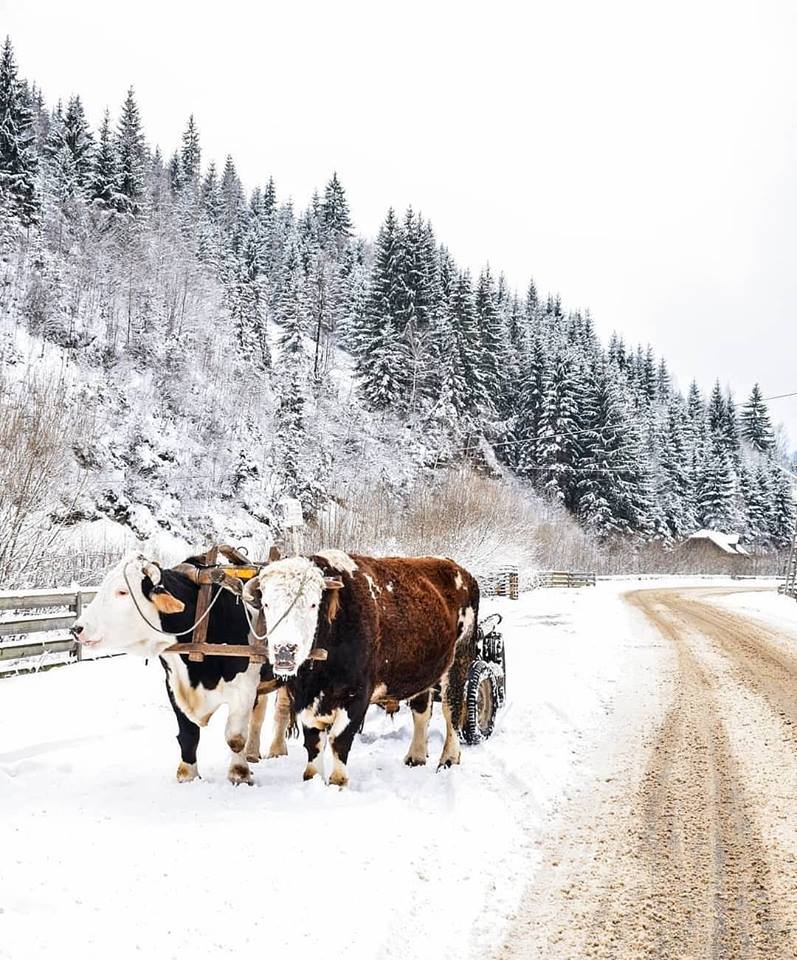 iarna in bucovina