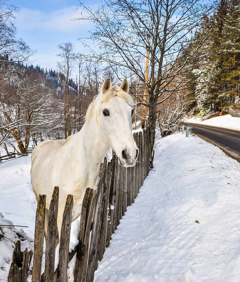 iarna in bucovina