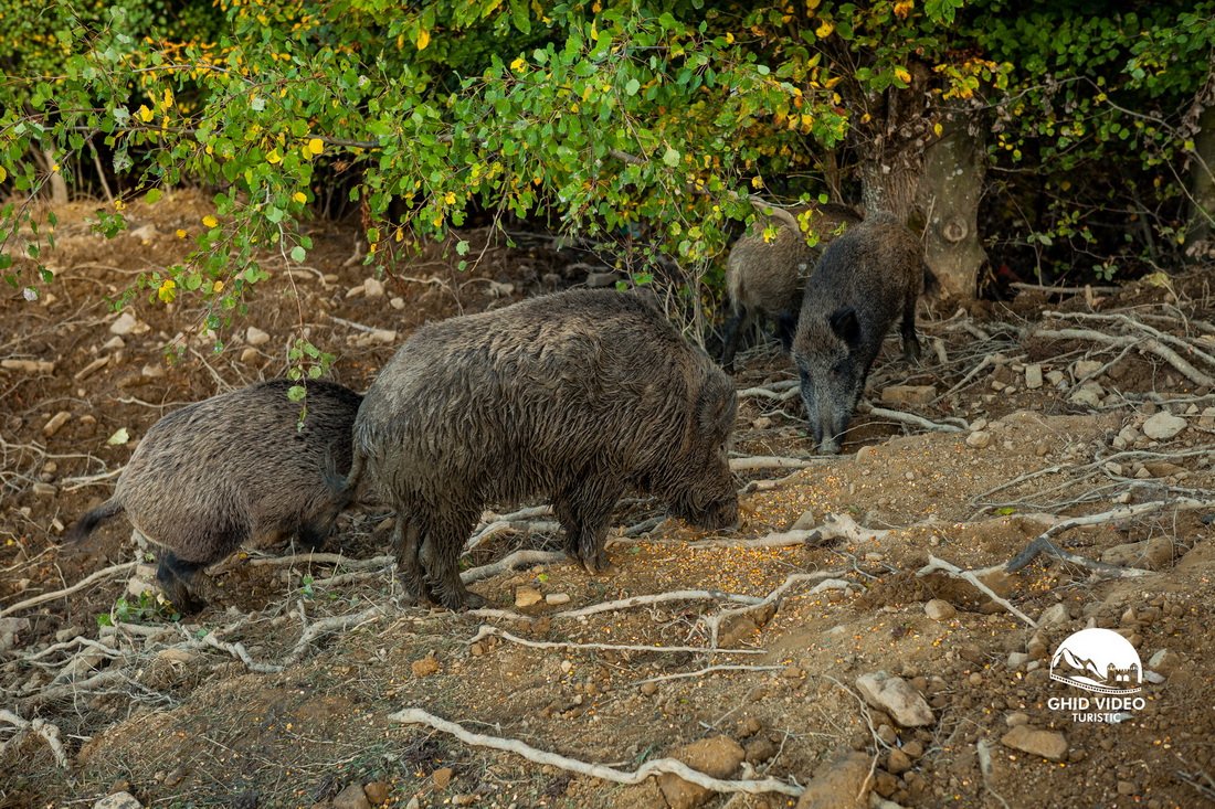 porci mistrei rasnoava maramures