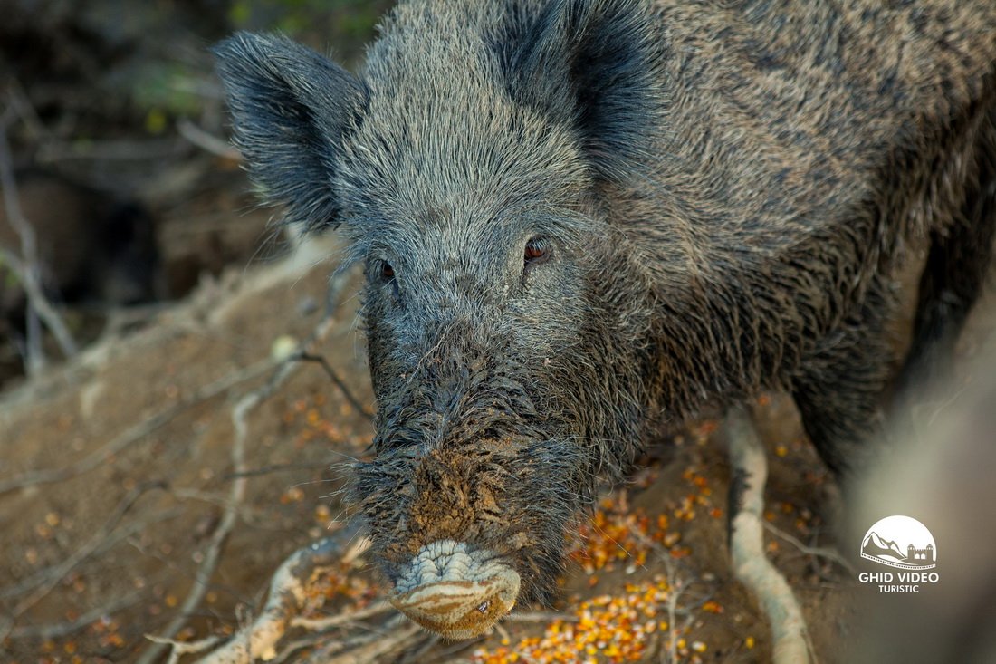 porci mistrei rasnoava maramures