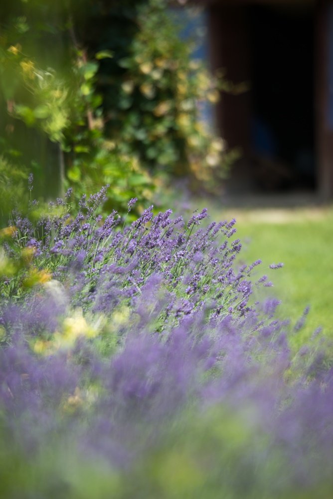 lavanda transilvania