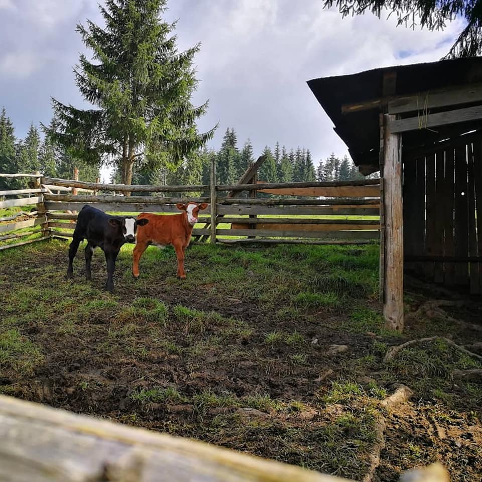 vizita stana bucovina