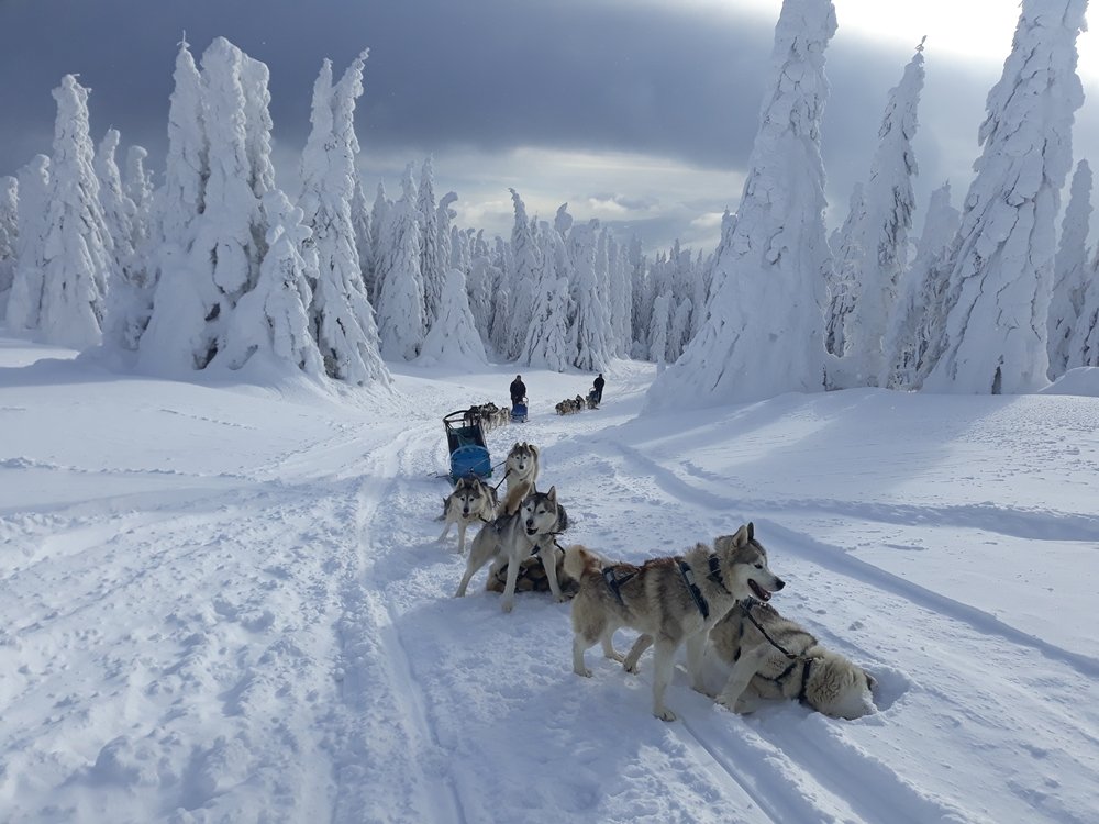 cu sania trasa de husky