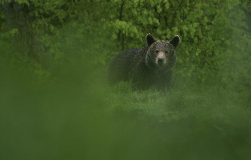 conservation carpathia