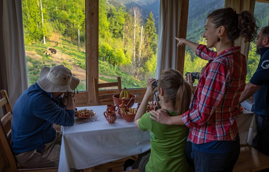 wildlife watching muntii fagaras