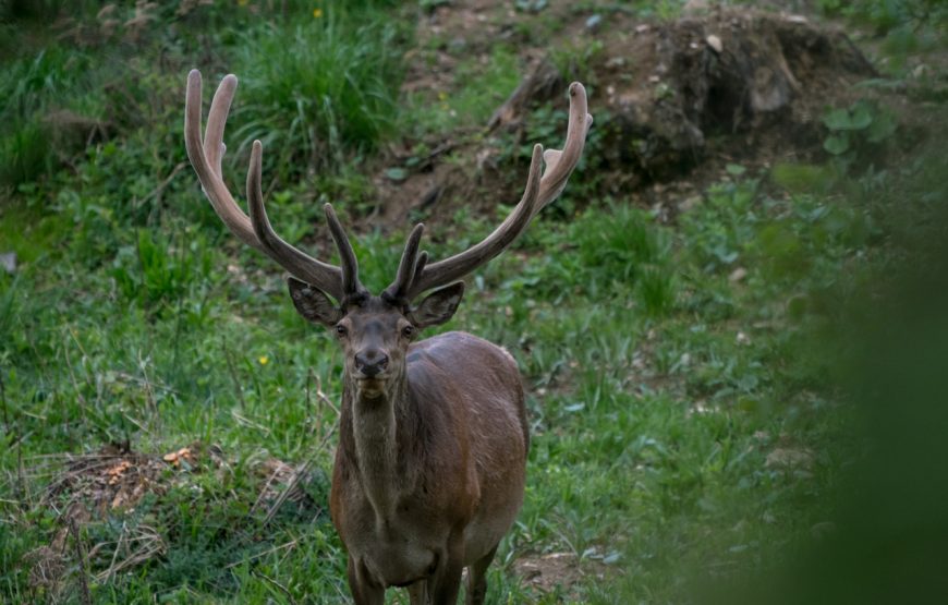 conservation carpathia