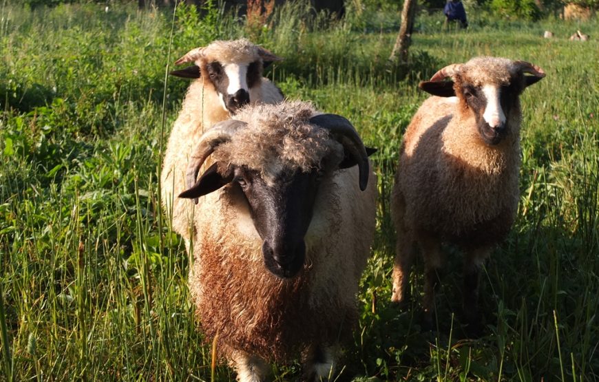 rezervatia naturala valea valsanului