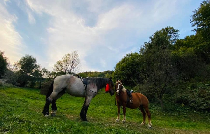 vacanta in apuseni