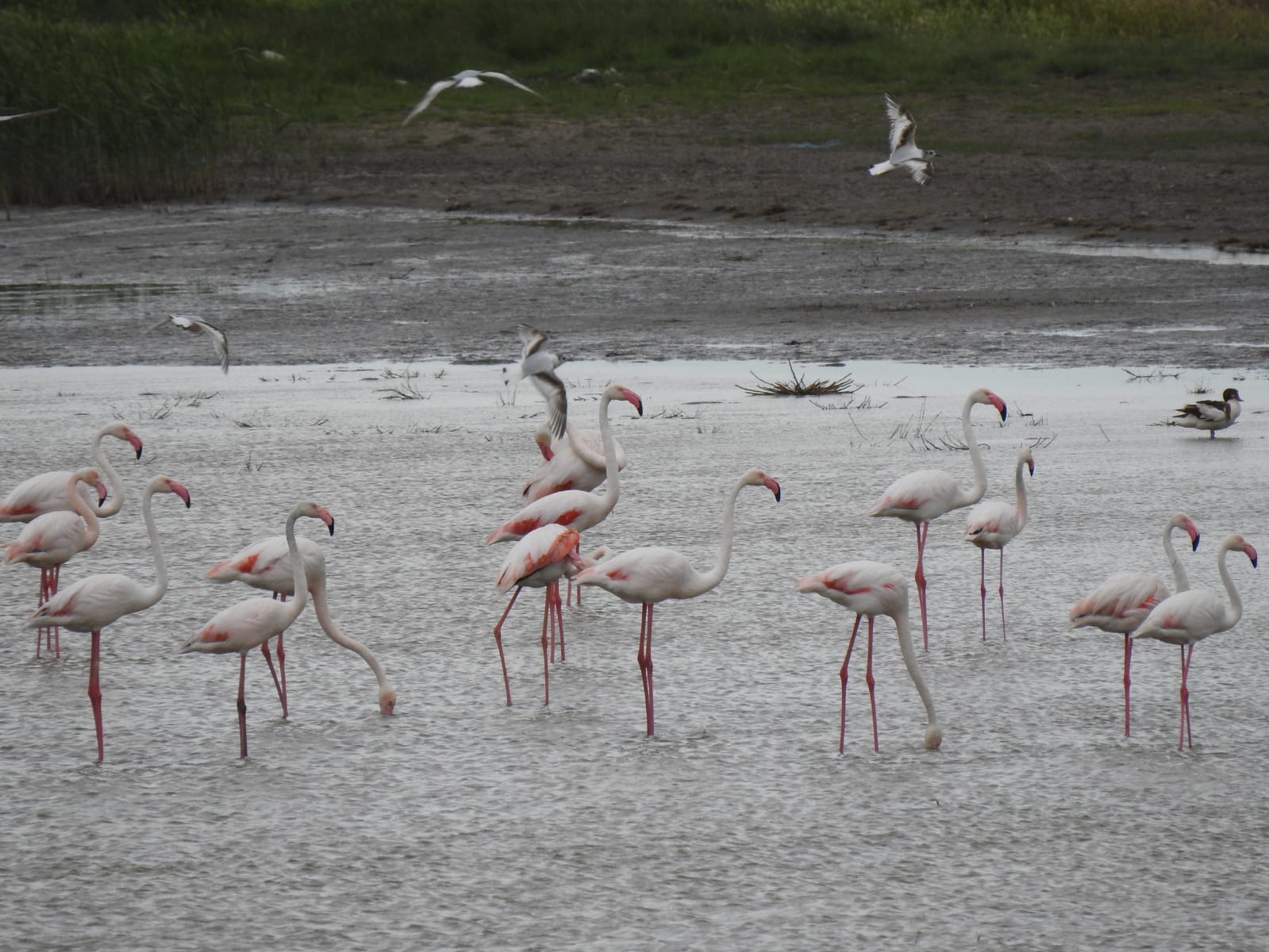 flamingo delta dunarii 