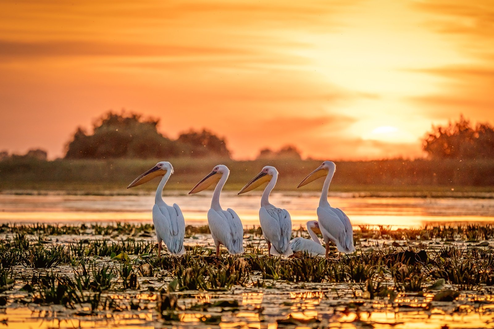 pelicani delta dunarii